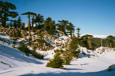 绿树蓝天白天下冰雪覆盖地面
